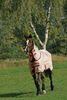 Horseware Amigo Mio Weide-Fliegendecke