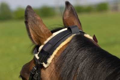 Christ Turnier-Genickriemenschoner