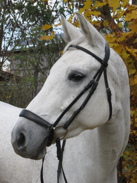 Döbert Classic Trense Hannoversch