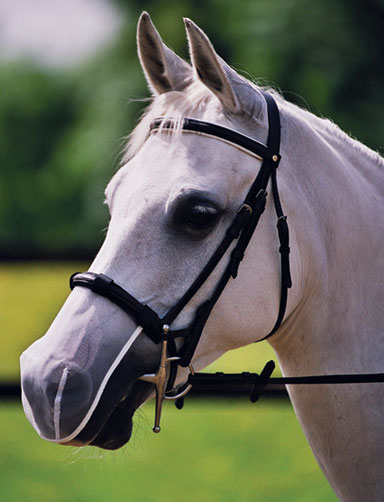 Head-Shaking Nasenschutz