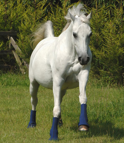 Hardy Chaps Koppelgamaschen