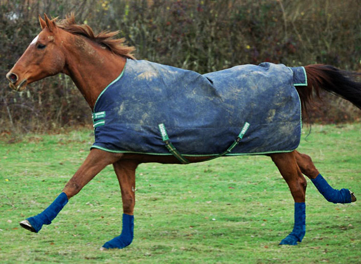 Equi Chaps Koppelgamaschen