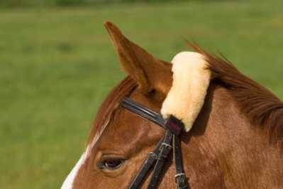 Christ Genickriemenschoner ganz Lammfell